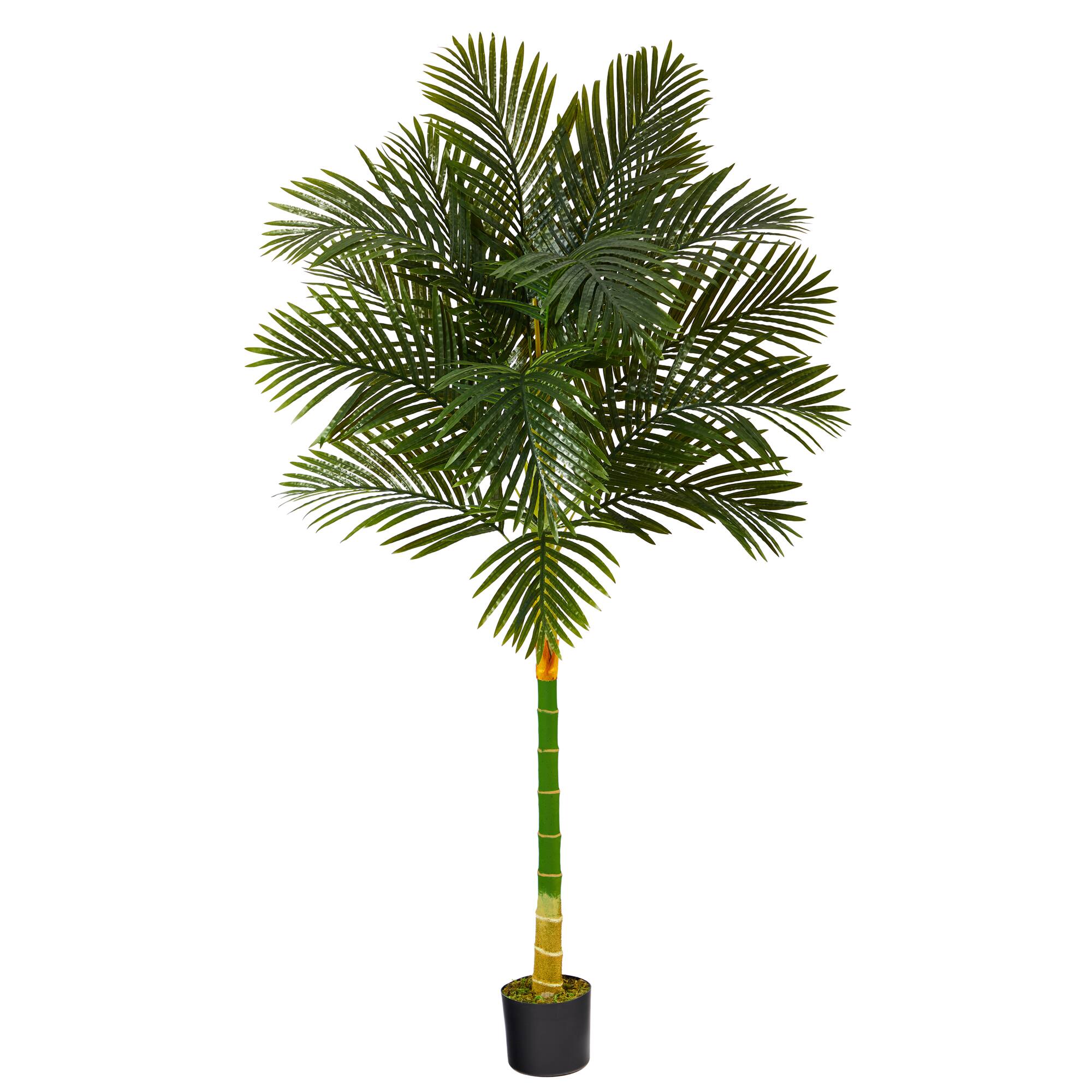 6ft. Potted Golden Cane Palm Tree